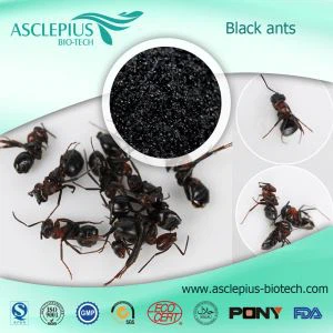 Prášok extraktu z čierneho mravca / extrakt z mravca Polyrhachis / Dodávateľ kyseliny mravčej